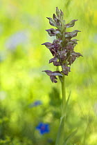 Fragrant bug orchid (Anacamptis / Orchis coriophora fragrans) with buds and a few flowers, Vieste, Gargano NP, Gargano Peninsula, Apulia, Italy, May 2008