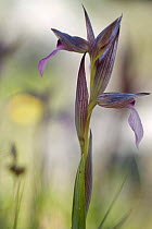 Tongue orchid (Serapias lingua) in flower, Gargano NP, Gargano Peninsula, Apulia, Italy, May 2008