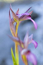 Tongue orchid (Serapias lingua) in flower, Gargano NP, Gargano Peninsula, Apulia, Italy, May 2008