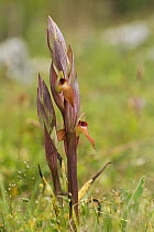 Tongue orchid (Serapias sp) in flower, Gargano NP, Gargano Peninsula, Apulia, Italy, May 2008