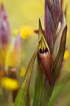 Close up of Tongue orchid (Serapias sp) flower, Gargano NP, Gargano Peninsula, Apulia, Italy, May 2008
