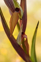 Tongue orchid (Serapias sp) flower, Gargano NP, Gargano Peninsula, Apulia, Italy, May 2008