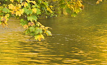 Sycamore (Acer pseudoplatanus) leaves over Gradinsko Lake, Upper lakes, Plitvice Lakes NP Croatia, October 2008