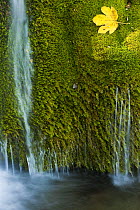 Water flowing over moss with a Sycamore leaf, Kosjak lake, Plitvice Lakes National Park, Croatia, October 2008