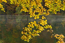 Sycamore (Acer pseudoplatanus) leaves over Proscansko lake, Upper Lakes, Plitvice Lakes National Park, Croatia, October 2008