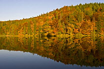 Forest reflected on Proscansko lake's surface, Upper lakes, Plitvice National Park Croatia, October 2008