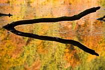 Branch sticking out of water with trees reflected in Proscansko Lake, Upper Lakes, Plitvice Lakes NP, Croatia, October 2008