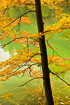 European beech tree (Fagus sylvatica) by Proscansko Lake, Upper lakes, Plitvice Lakes National Park, Croatia, October 2008
