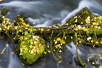 Fallen branch and moss covered rocks, Black River Crna Rijeka springs, Plitvice Lakes NP Croatia, October 2008