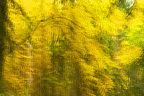 Abstract Autumn in Corkova Uvala, virgin mixed forest of Silver fir (Abies alba) European beech (Fagus sylvatica) and Spruce (Picea abies) trees, Plitvice Lakes National Park, Croatia, October 2008