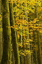 Autumn in Corkova Uvala, virgin mixed forest of Silver fir (Abies alba) European beech (Fagus sylvatica) and Spruce (Picea abies) trees, Plitvice Lakes National Park, Croatia, October 2008