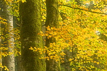 Autumn in Corkova Uvala, virgin mixed forest of Silver fir (Abies alba) European beech (Fagus sylvatica) and Spruce (Picea excelsa) trees, Plitvice Lakes National Park, Croatia, October 2008