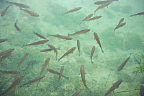 Chub (Leuciscus cephalus) swimming in crystal clear water, Plitvice National Park, Croatia, October 2008