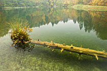 Sunken tree trunk with vegetation in Batinovac lake, Upper Lakes, Plitvice Lakes National Park, Croatia, October 2008