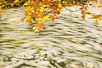 Foam and dead leaves in motion on the water surface of a pool with Beech (Fagus sp) leaves hanging down from above, Plitvice National Park, Croatia, October 2008