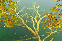 Fallen tree submerged in Gradinsko Lake and European beech (Fagus sylvatica) leaves, Upper Lakes, Plitvice Lakes National Park, Croatia, October 2008