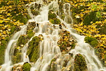 Water running through the woods around Gradinsko Lake, Upper Lakes, Plitvice Lakes National Park, Croatia, October 2008