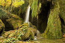 Waterfalls and abundant mosses (Cratoneuron commutatum) and (Bryum ventricosum) growing on the Labudovac barrier, Upper Lakes, Plitvice Lakes National Park, Croatia, October 2008