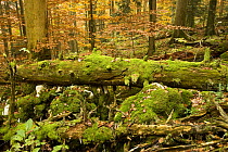Corkova Uvala, virgin forest with Silver fir (Abies alba) Spruce (Picea abies) and European beeches (Fagus sylvatica) in autumn, Plitvice Lakes National Park, Croatia, October 2008