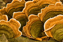 Polypore fungus (Coriolus versicolor) on a stump in Corkova Uvala virgin forest, Plitvice Lakes National Park, Croatia, October 2008