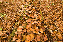 Dead Spruce (Picea abies) trunk covered in fallen beech leaves on the forest floor, Corkova Uvala, the virgin forest, Plitvice Lakes National Park, Croatia, October 2008