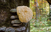 Bearded tooth fungus (Hericium erinaceum) and Polypore bracket  growing on European beech (Fagus sylvatica) trunk, Beech wood in Plitvice Lakes National Park, Croatia, October 2008