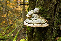 Saprophitic Tinder fungus (Fomes fomentarius) on a European beech (Fagus sylvatica) stump, Corkova Uvala virgin forest, Plitvice Lakes National Park, Croatia, October 2008