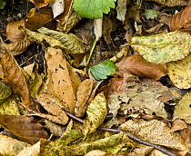 Agile frog (Rana dalmatina) amongst dead leaves, Plitvice Lakes National Park, Croatia, October 2008