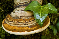 Tinder / Saprophitic fungus (Fomes fomentarius) on a European beech (Fagus sylvatica) stump with an Ivy leaf, Corkova Uvala virgin forest, Plitvice Lakes National Park, Croatia, October 2008