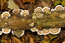 Lenzites betulina and Multicolor gill polypore fungus growing on a fallen tree, Corkova Uvala virgin forest, Plitvice Lakes National Park, Croatia October 2008