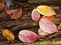 Spindle (Euonymus sp) and European beech (Fagus sylvatica) leaves on a fallen tree trunk, Plitvice Lakes National Park, Croatia, October 2008