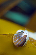 Blue rayed limpet (Patina / Ansates pellucida) with Sea-mat / Lacy crust bryozoan (Membranipora membranacea) growing on shell, Saltstraumen, Bodö, Norway, October 2008