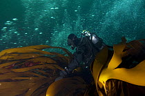 Annika Blomberg diving amongst seaweed, Saltstraumen, Bodö, Norway, October 2008 (Model released)