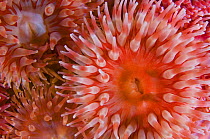 Sea anemones (Urticina eques) close-up, Saltstraumen, Bod, Norway, October 2008. WWE INDOOR EXHIBITION