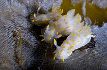 Three Nudibranchs (Polycera quadrilineata) on Kelp encrusted with Sea-mat / Lacy crust bryozoan (Membranipora membranacea) Saltstraumen, Bod, Norway, October 2008