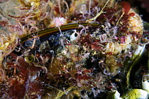 Skeleton shrimps (Caprellidea sp) Saltstraumen, Bodö, Norway, October 2008