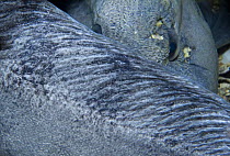 Atlantic wolffish (Anarhichas lupus) curled with its head behind its back, Saltstraumen, Bodö, Norway, October 2008
