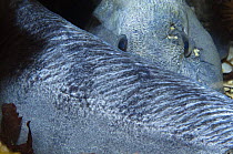 Atlantic wolffish (Anarhichas lupus) curled with its head behind its back, Saltstraumen, Bodö, Norway, October 2008