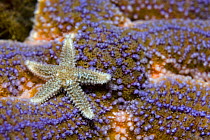 Common starfish (Asterias rubens) Saltstraumen, Bod, Norway, October 2008