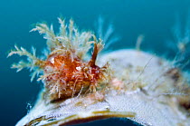 Nudibranch (Dendronotus frondosus) on Sea-mat / Lacy crust bryozoan (Membranipora membranacea)Saltstraumen, Bodö, Norway, October 2008