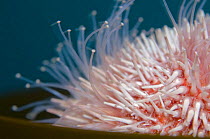 Common / Edible sea urchin (Echinus esculentus) close-up, Saltstraumen, Bodö, Norway, October 2008