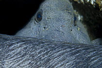 Atlantic wolffish (Anarhichas lupus) curled with its head behind its back, Saltstraumen, Bod, Norway, October 2008