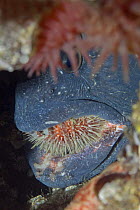 Atlantic wolffish (Anarhichas lupus) with Sea urchin in its mouth, Saltstraumen, Bodö, Norway, October 2008