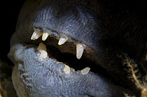 Atlantic wolffish (Anarhichas lupus) close-up of mouth, Saltstraumen, Bod, Norway, October 2008