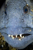 Atlantic wolffish (Anarhichas lupus) close-up of face, Saltstraumen, Bod, Norway, October 2008