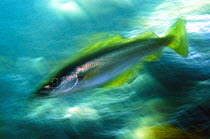Coalfish / Saithe (Pollachius virens) Saltstraumen, Bod, Norway, October 2008