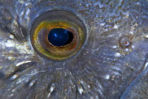 Atlantic wolffish (Anarhichas lupus) close-up of eye, Saltstraumen, Bodö, Norway, October 2008