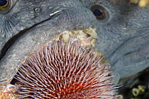 Atlantic wolffish (Anarhichas lupus) feeding on Sea urchin, Saltstraumen, Bodö, Norway, October 2008