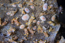 Nudibranchs (Polycera quadrilineata) and Moss animals on Sea-mat / Lacy crust bryozoan (Membranipora membranacea), Saltstraumen, Bodö, Norway, October 2008