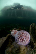 Two Common / Edible sea urchins (Echinus esculentus) on a rock with Klas Malmberg diving, house on the coast visible above surface, Saltstraumen, Bod, Norway, October 2008
